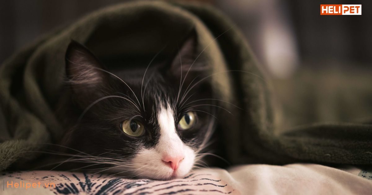 Mèo bị cảm lạnh
