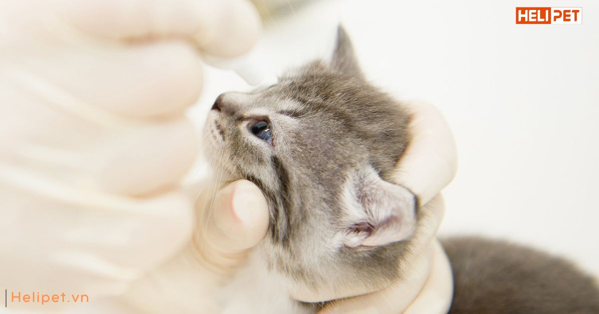 Mèo bị cảm lạnh