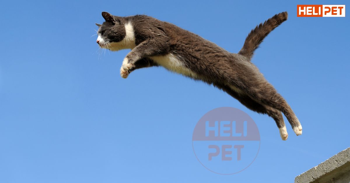 Mèo bị gãy chân