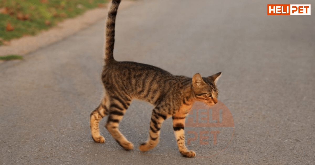 Mèo bị gãy chân