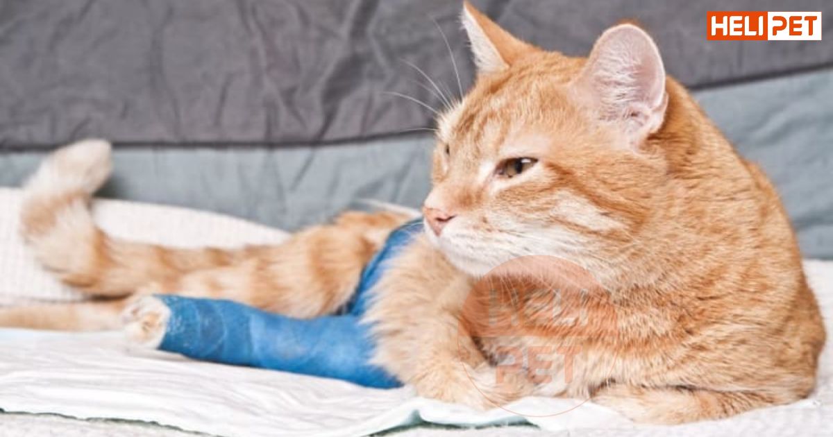 Mèo bị gãy chân