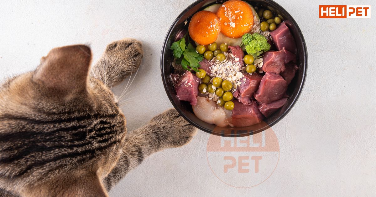 Mèo bị gãy chân