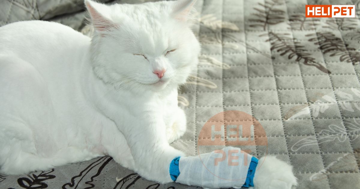 mèo bị gãy chân có chết không