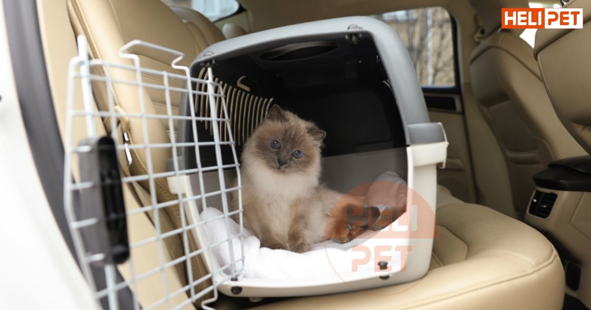 mèo bị gãy chân có chết không