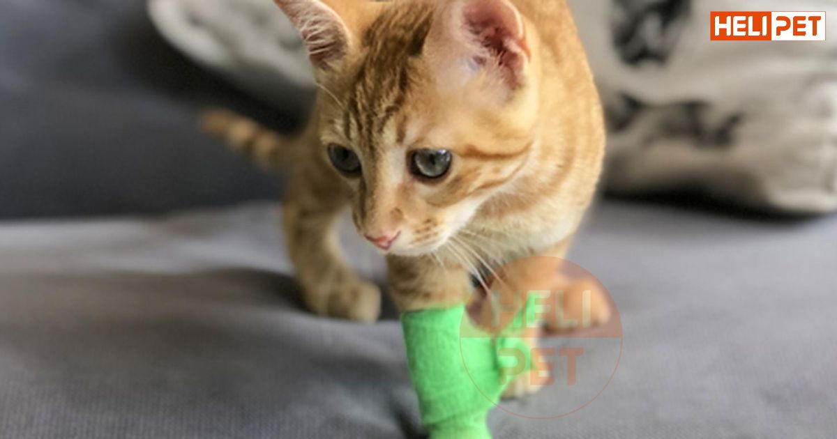 mèo bị gãy chân có chết không