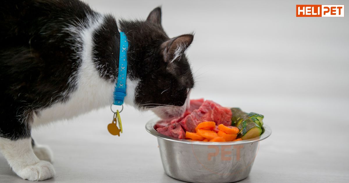 mèo bị gãy chân có chết không