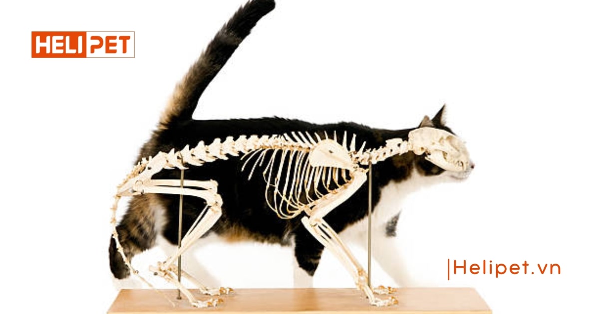 mèo bị gãy chân có tự lành được không