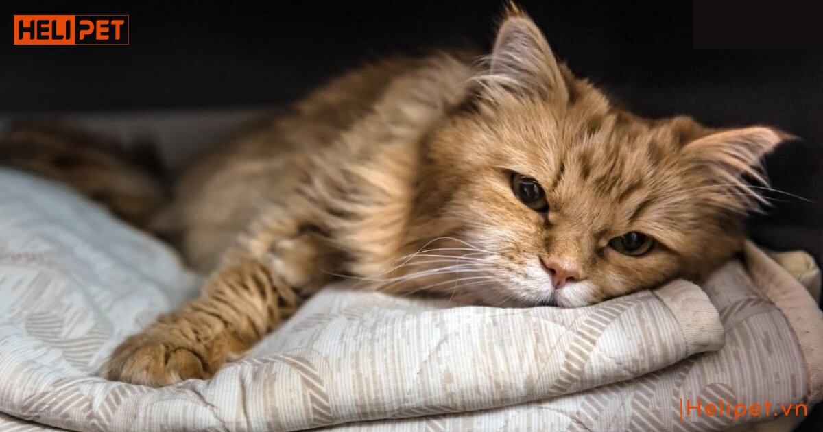 mèo bị gãy chân phải làm sao