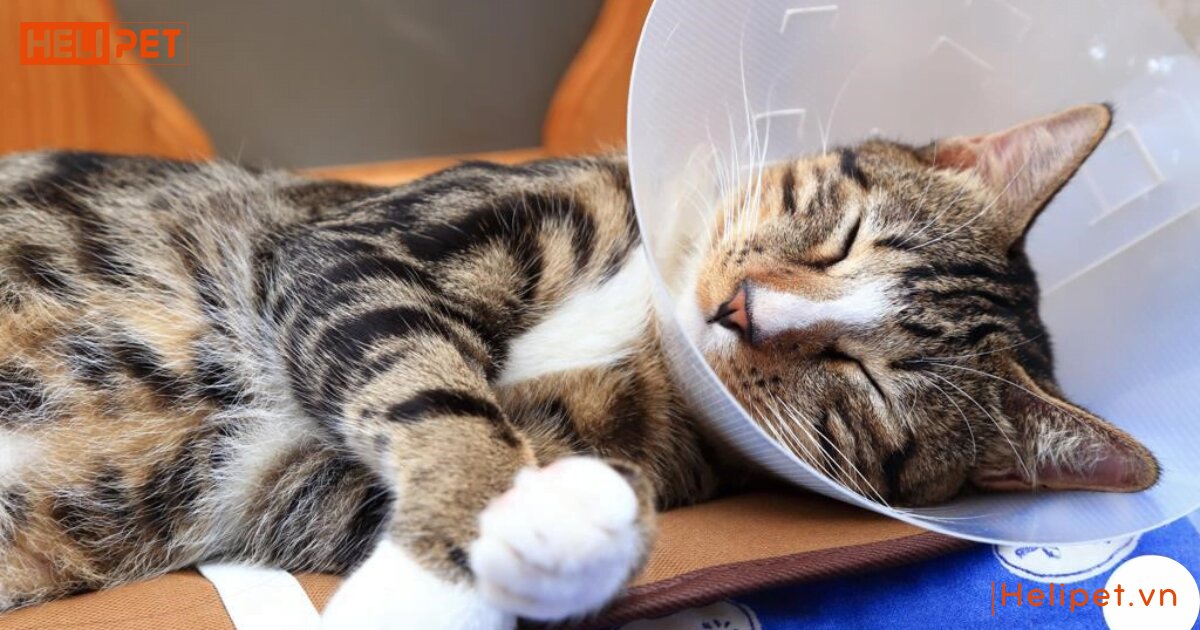 mèo bị gãy chân phải làm sao