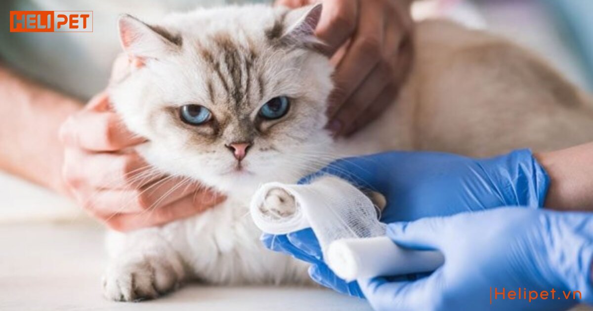 mèo bị gãy chân phải làm sao
