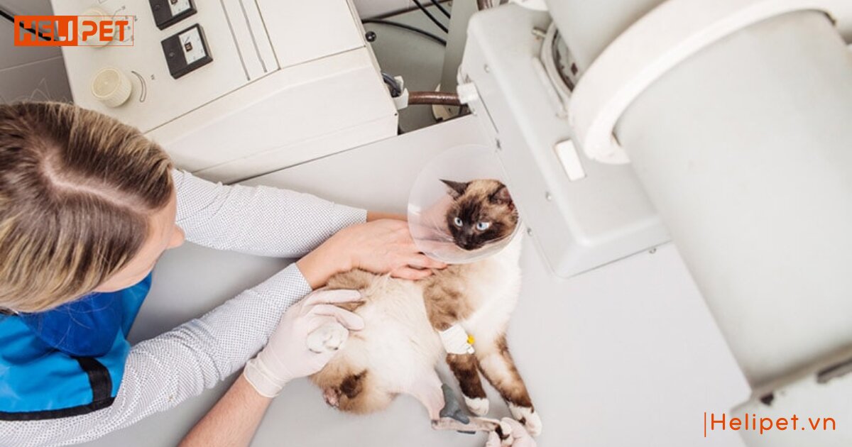 mèo bị gãy chân phải làm sao