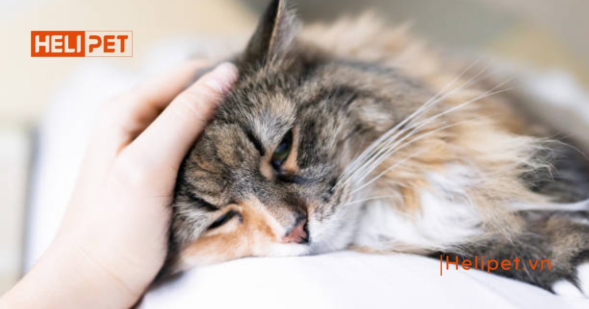 Phát hiện mèo bị gãy đuôi