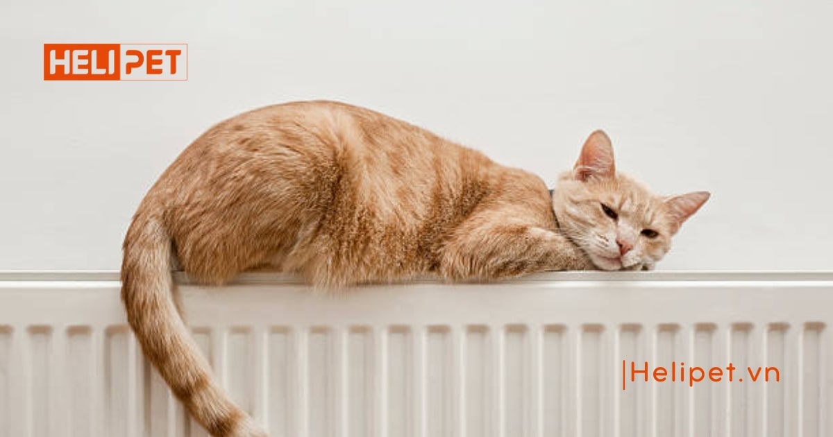 Phát hiện mèo bị gãy đuôi