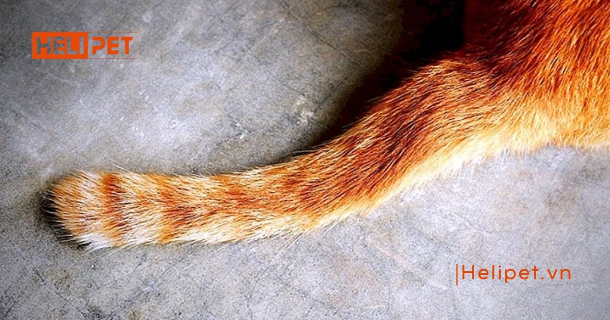 Phát hiện mèo bị gãy đuôi