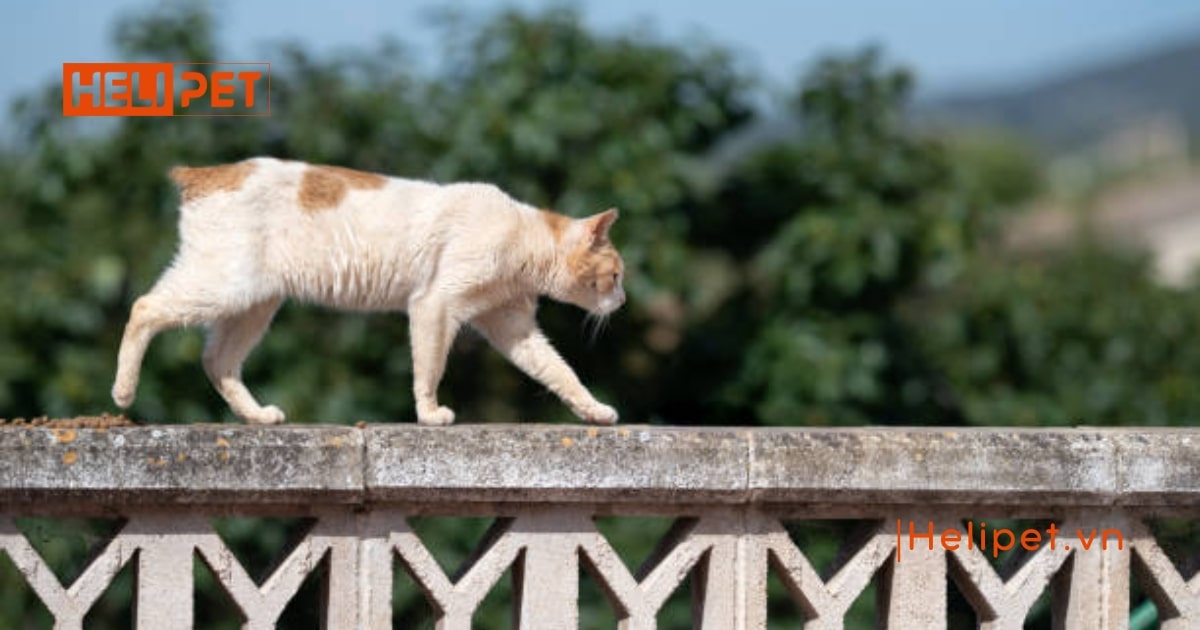 Phát hiện mèo bị gãy đuôi