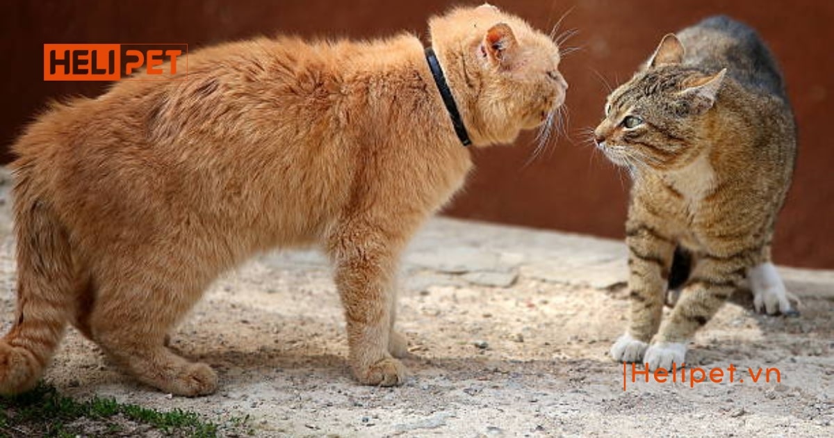 Phát hiện mèo bị gãy đuôi