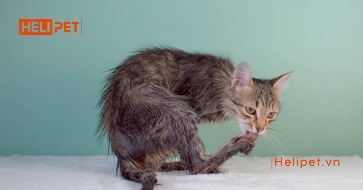 Phát hiện mèo bị gãy đuôi