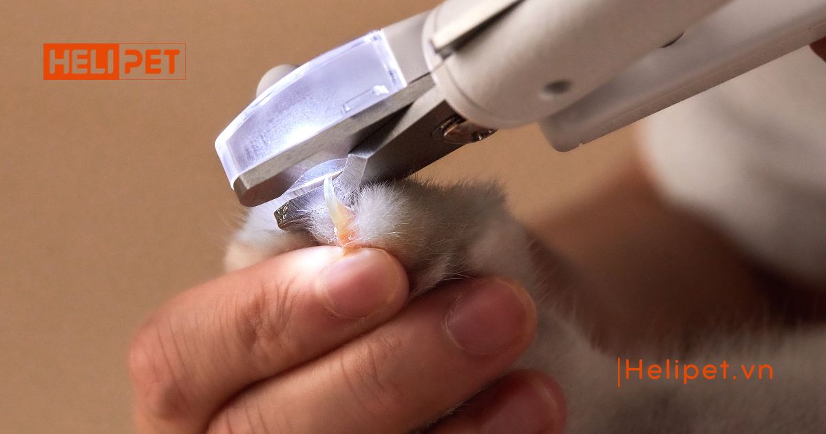 mèo bị gãy móng có sao không