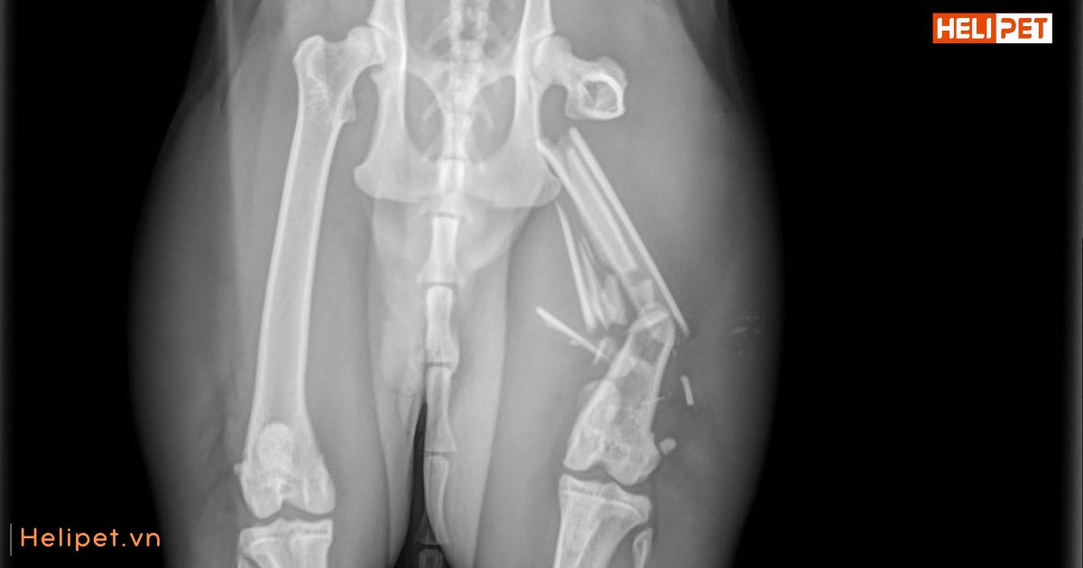 Mèo bị gãy xương có tự lành được không