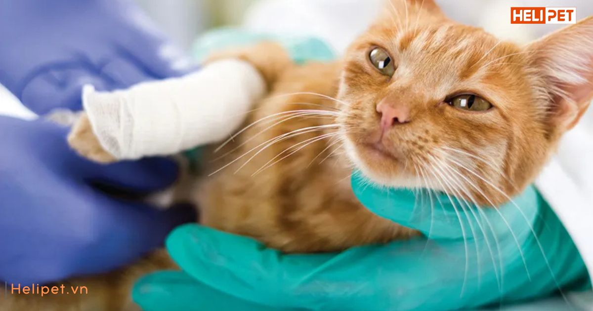 Mèo bị gãy xương có tự lành được không
