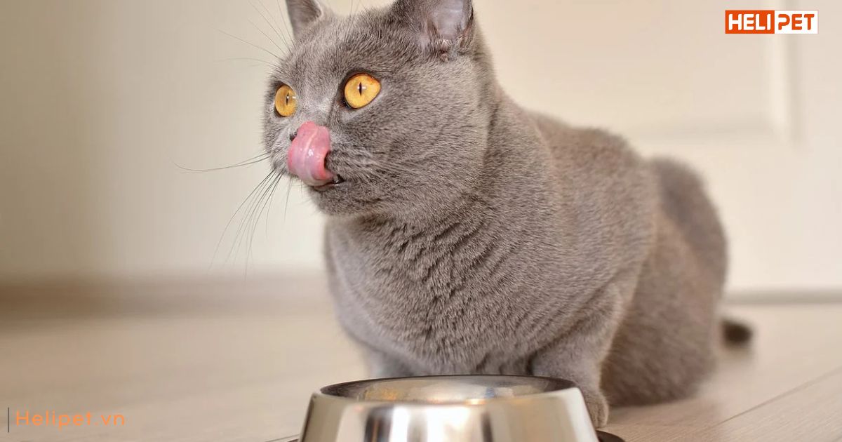 Mèo bị gãy xương có tự lành được không