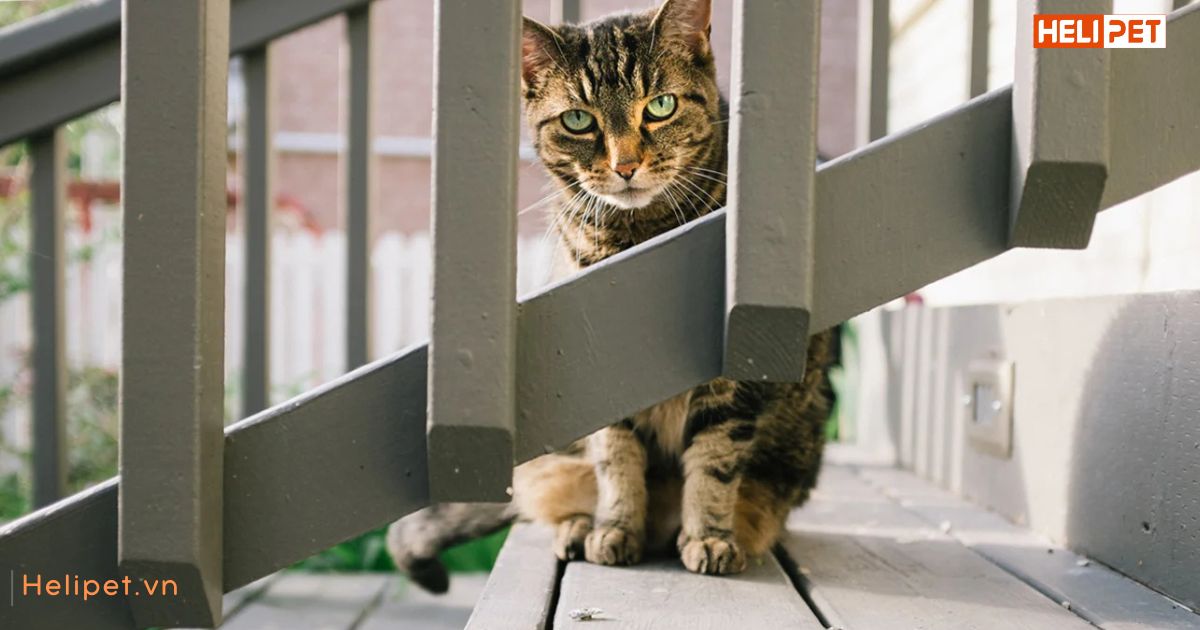 Mèo bị gãy xương có tự lành được không