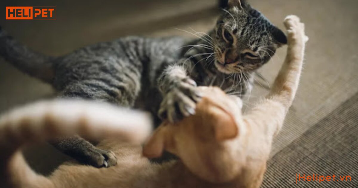 Mèo bị gãy xương sống