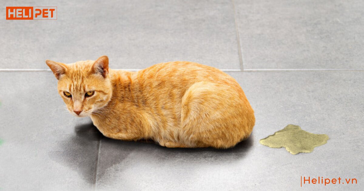 Mèo bị gãy xương sống