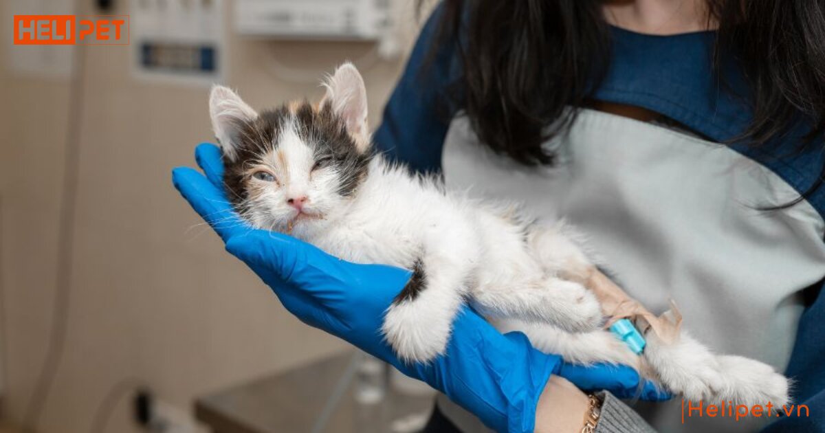 Mèo bị gãy xương sống