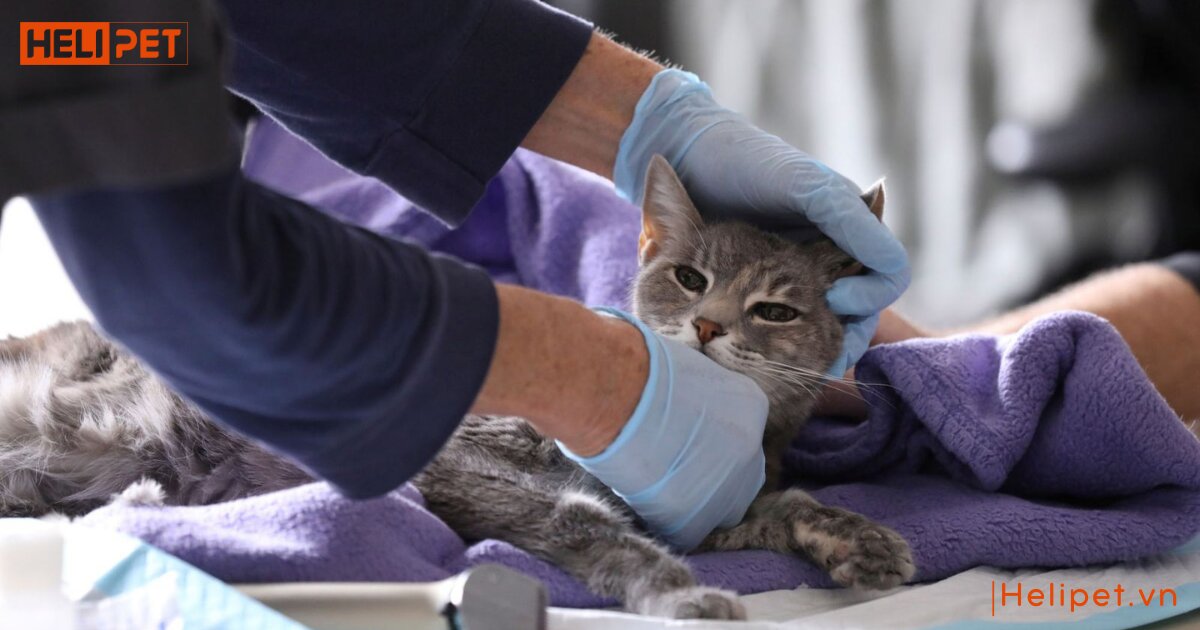 Mèo bị gãy xương sống