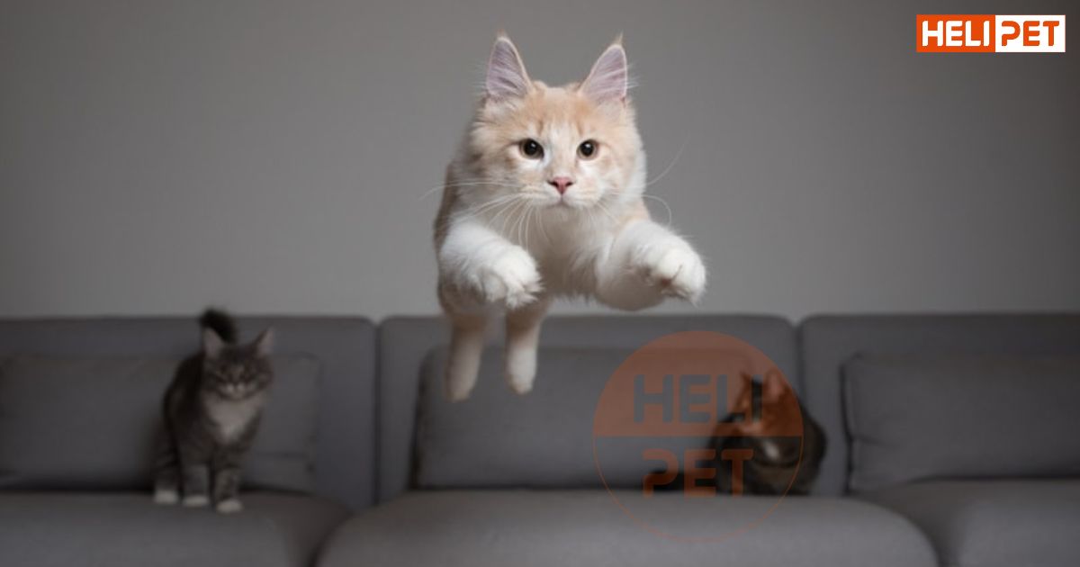 Mèo bị gãy xương sườn