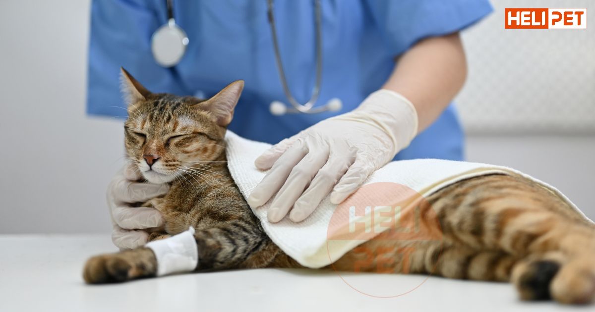 Mèo bị gãy xương sườn