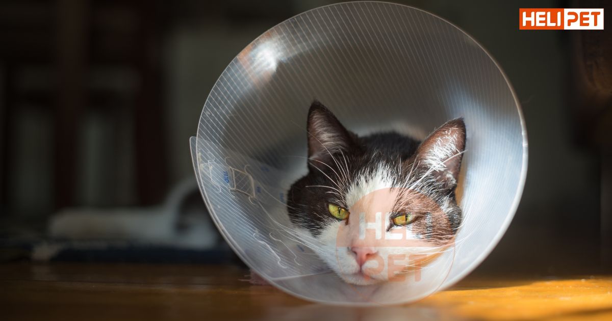 Mèo bị gãy xương sườn