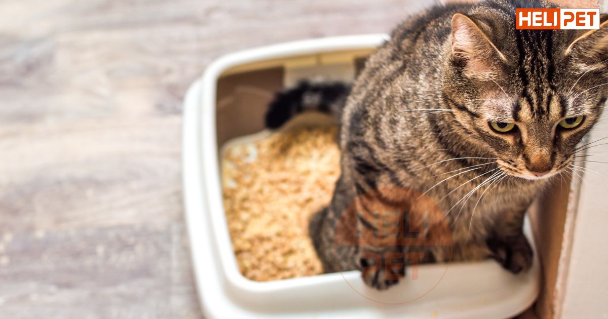 Mèo bị gãy xương sườn