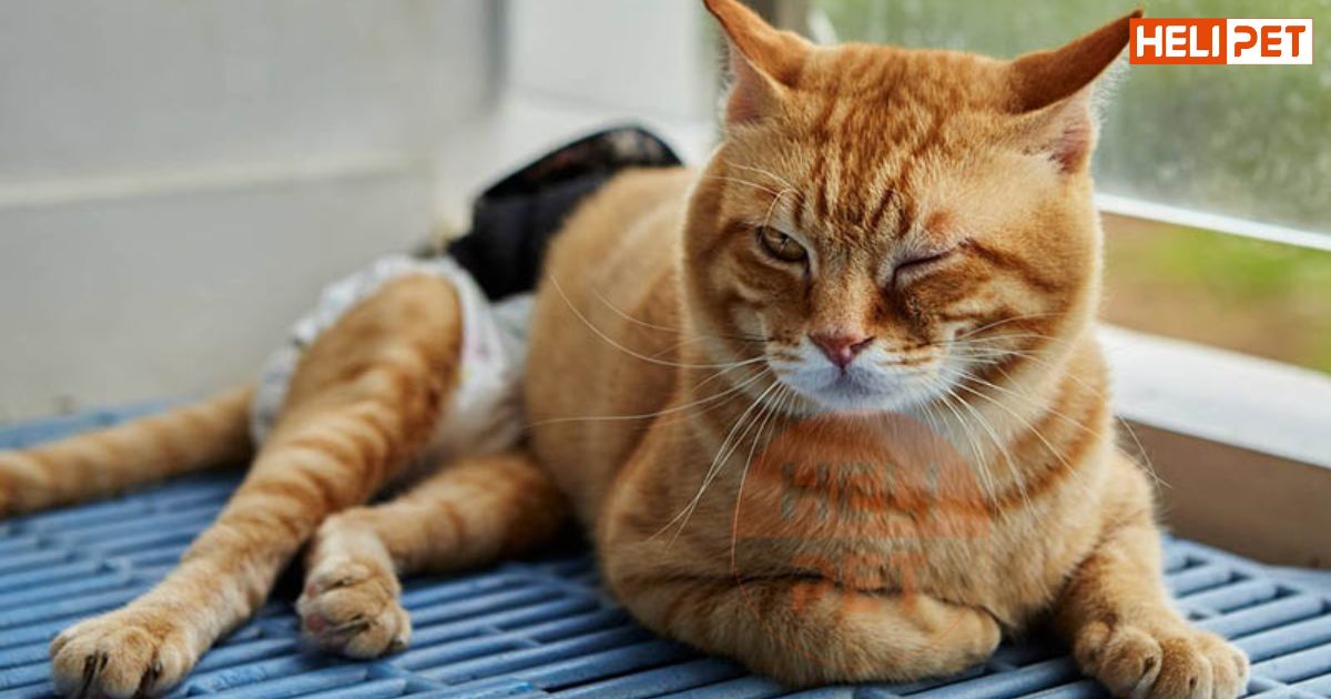 Mèo bị gãy xương sườn