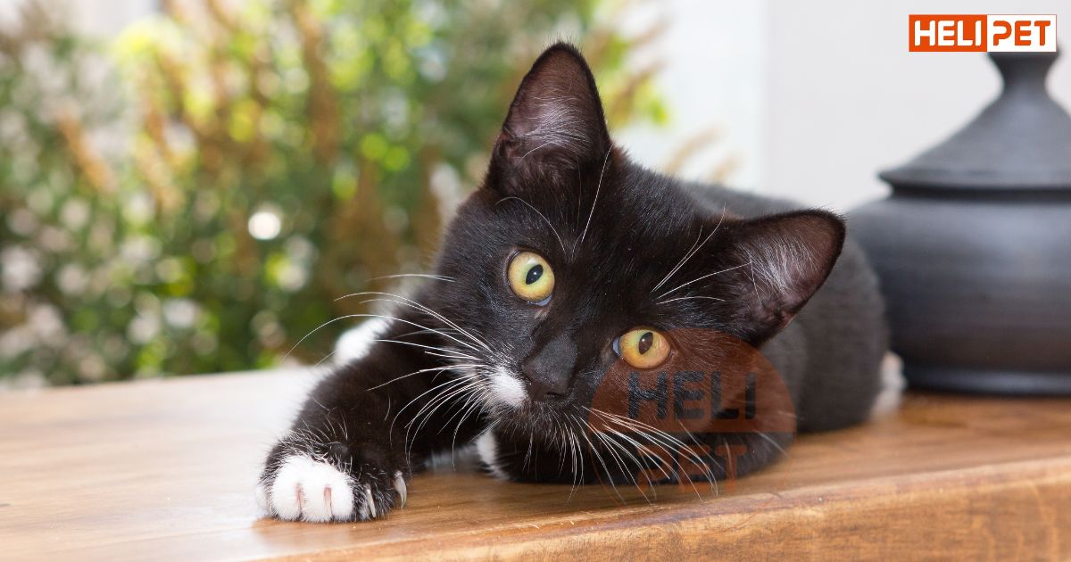 Mèo bị gãy xương sườn