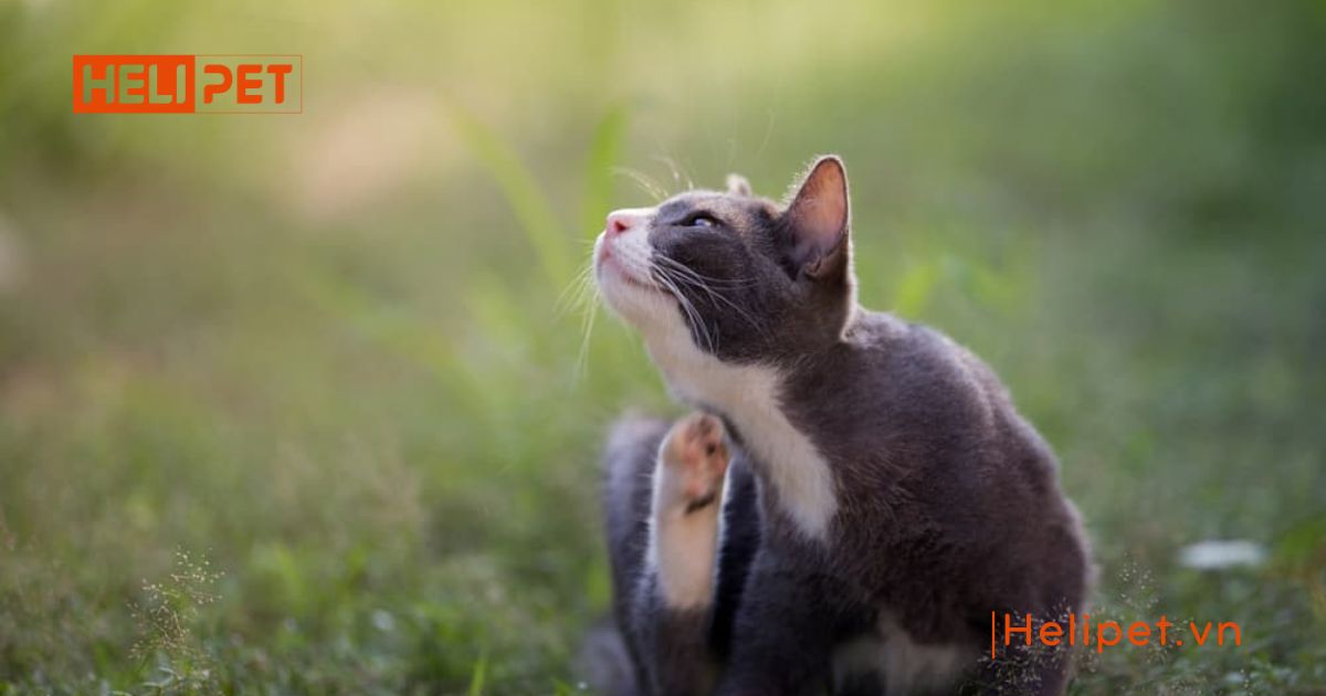 mèo bị ghẻ