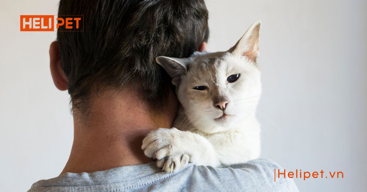 Mèo bị ghẻ có lây sang người không