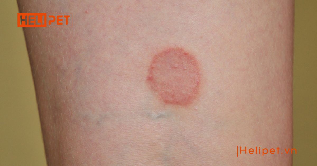 Mèo bị ghẻ có lây sang người không