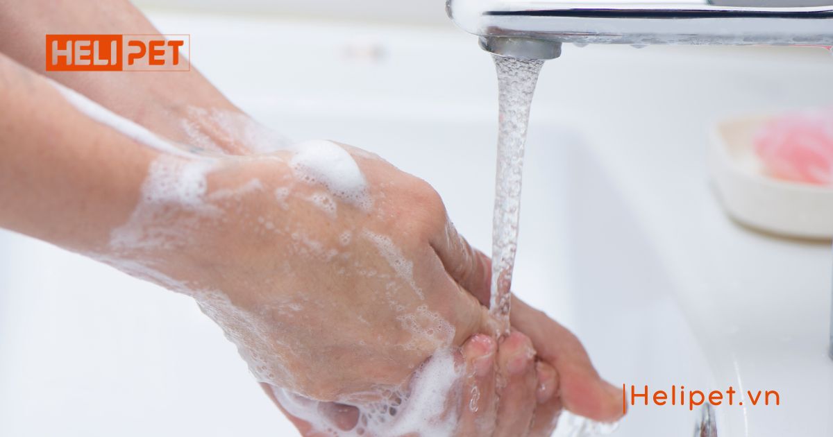 Mèo bị ghẻ có lây sang người không