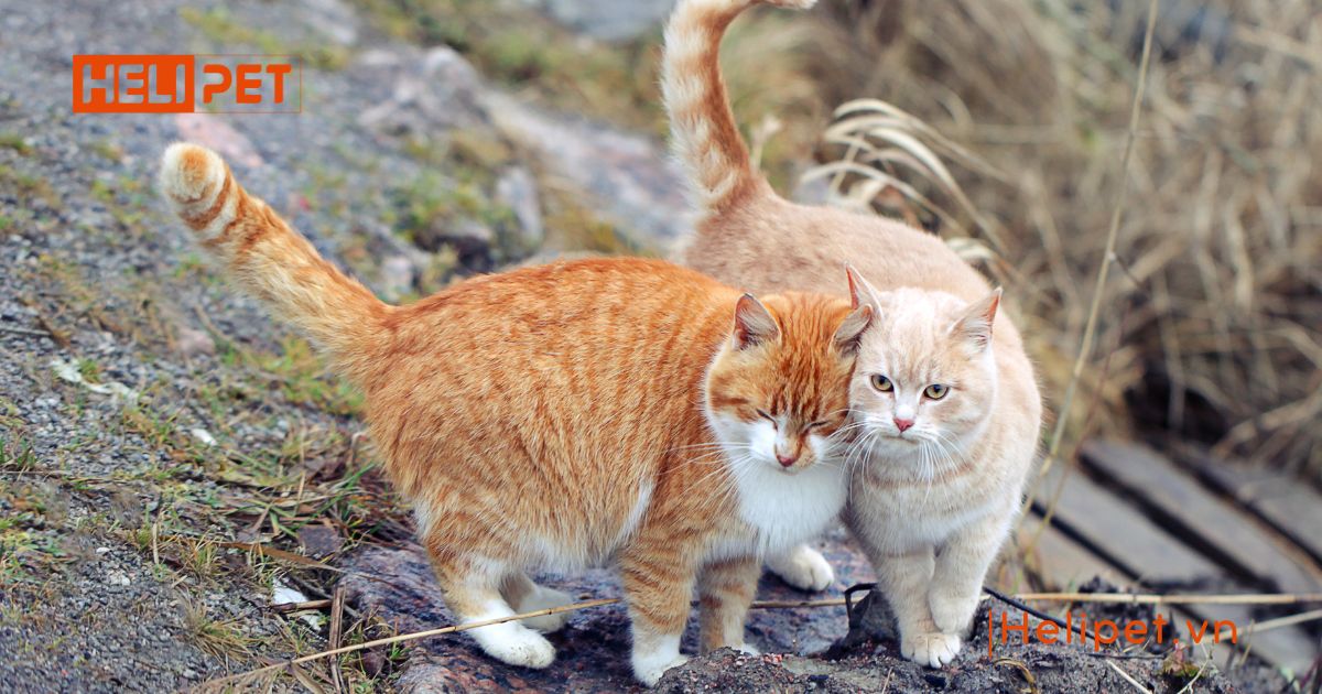 Mèo bị ghẻ có lây sang người không