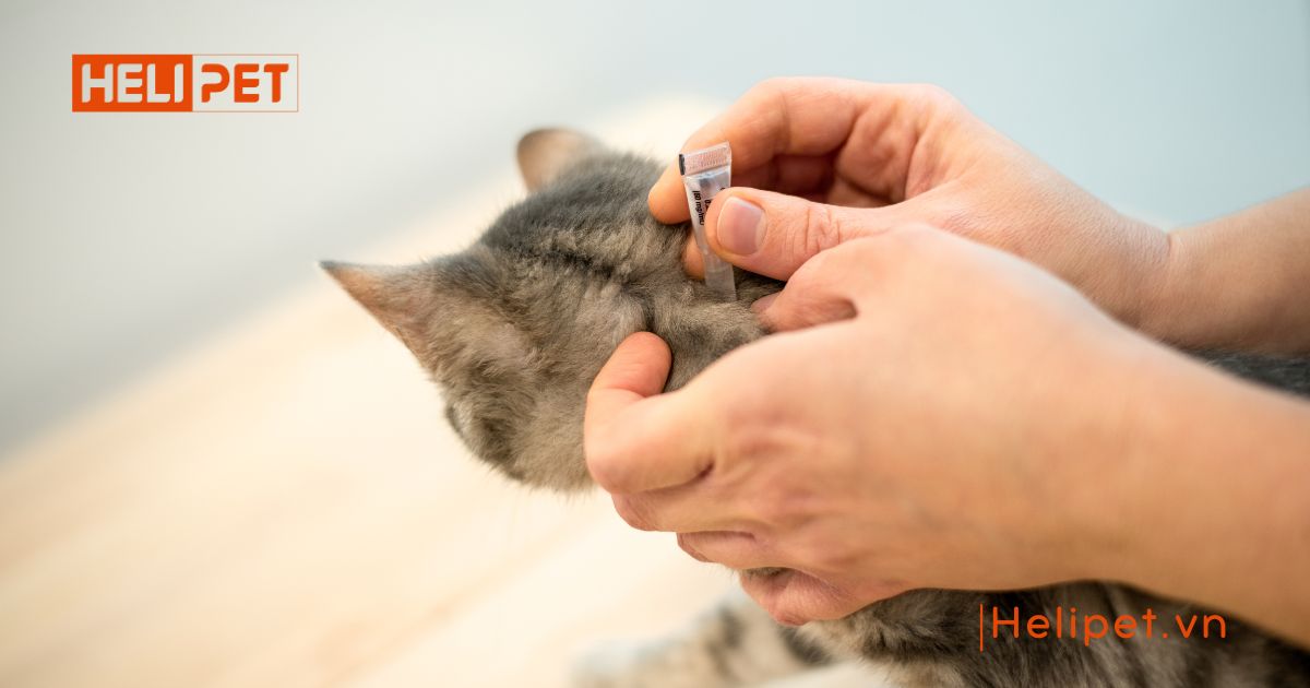 Mèo bị ghẻ có lây sang người không