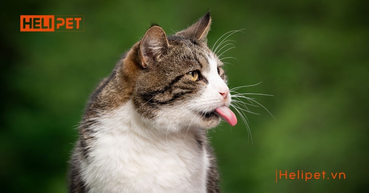 mèo bị khò khè