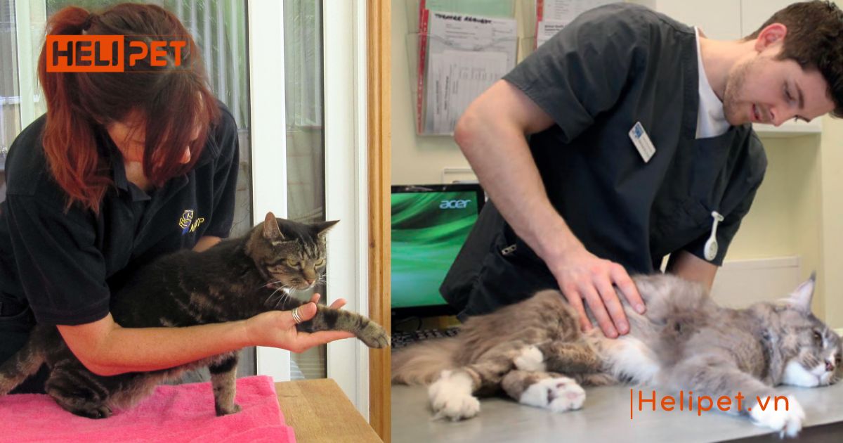 mèo bị liệt không đi vệ sinh được