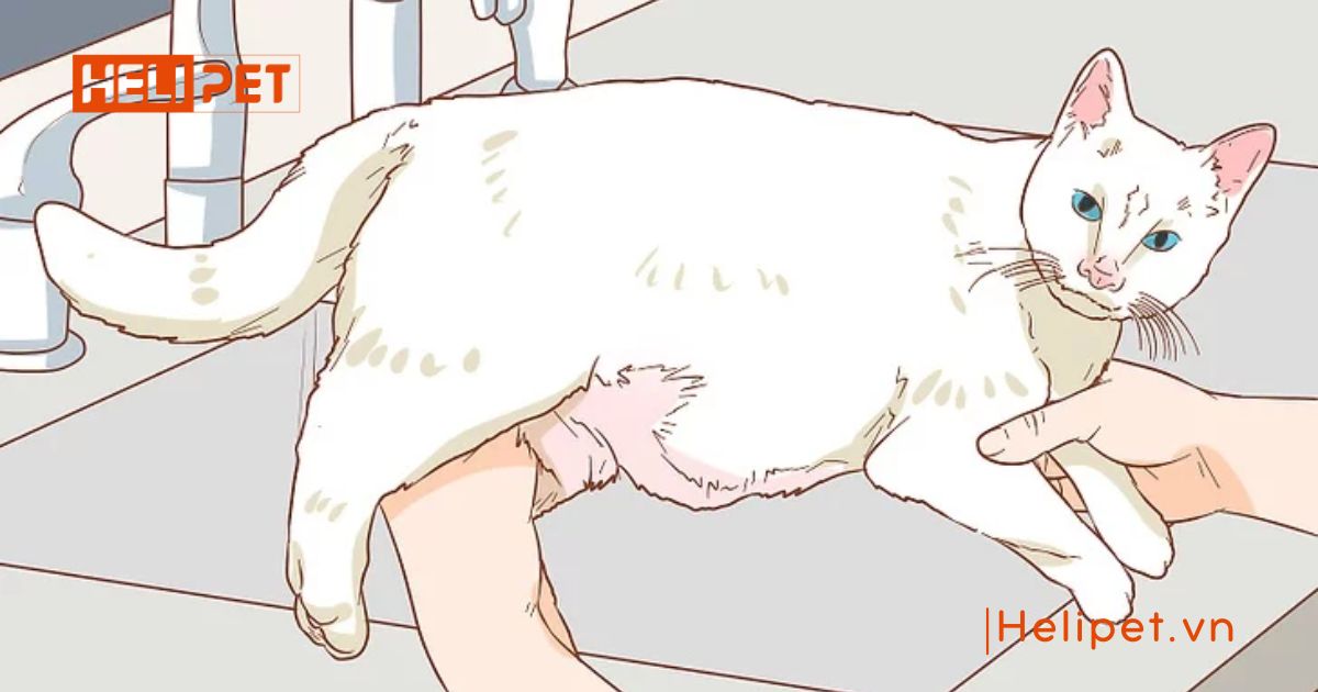 mèo bị liệt không đi vệ sinh được