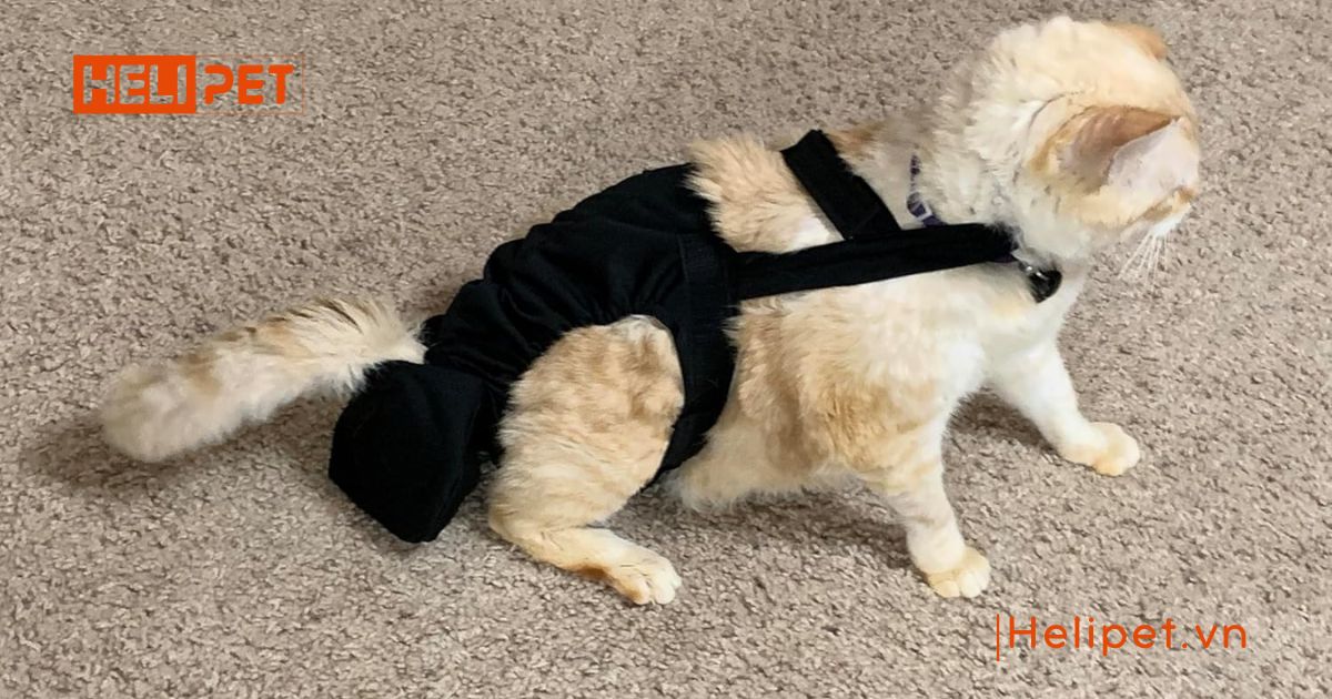 mèo bị liệt không đi vệ sinh được