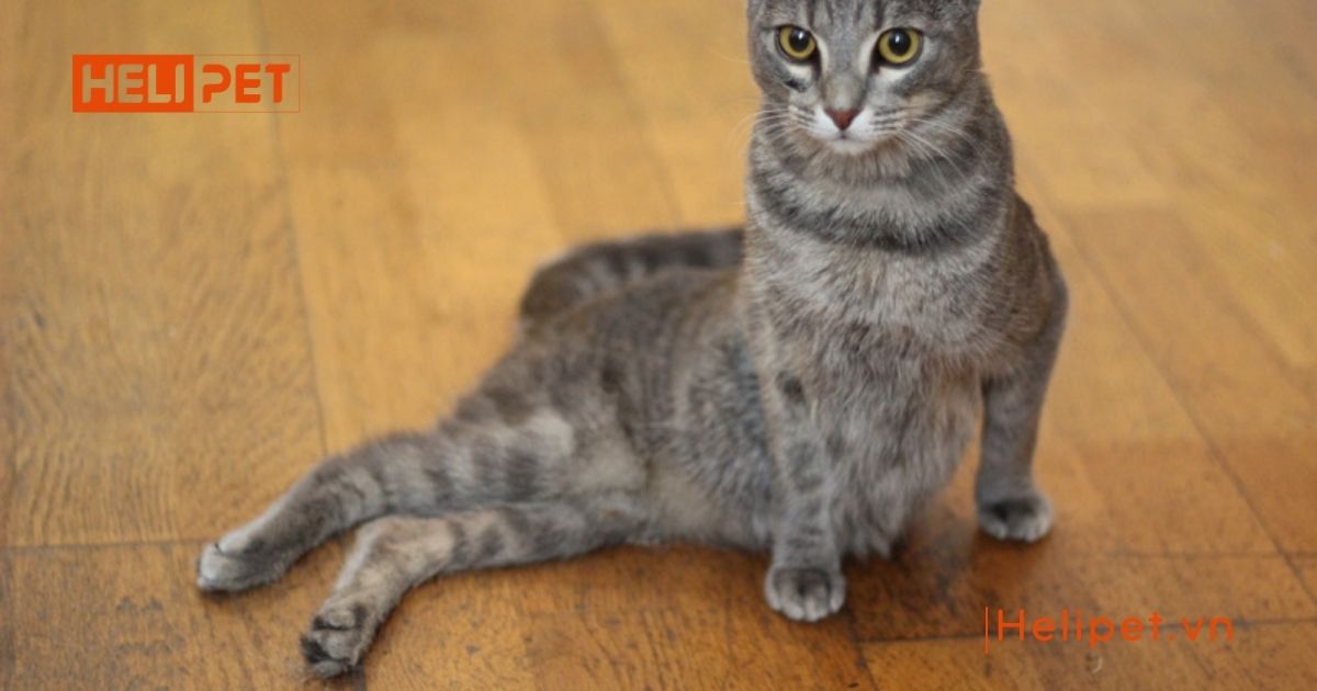 mèo bị liệt không đi vệ sinh được