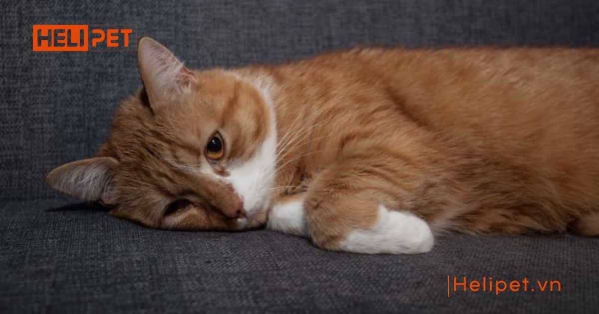 mèo bị liệt không đi vệ sinh được