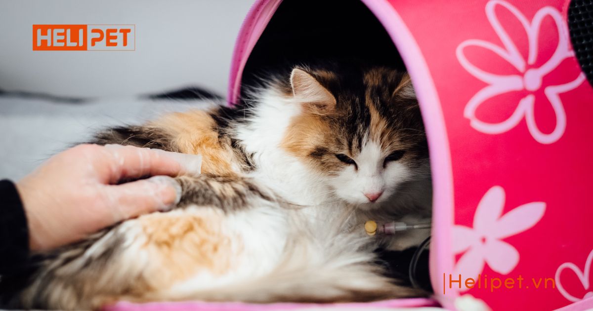 mèo bị liệt không đi vệ sinh được
