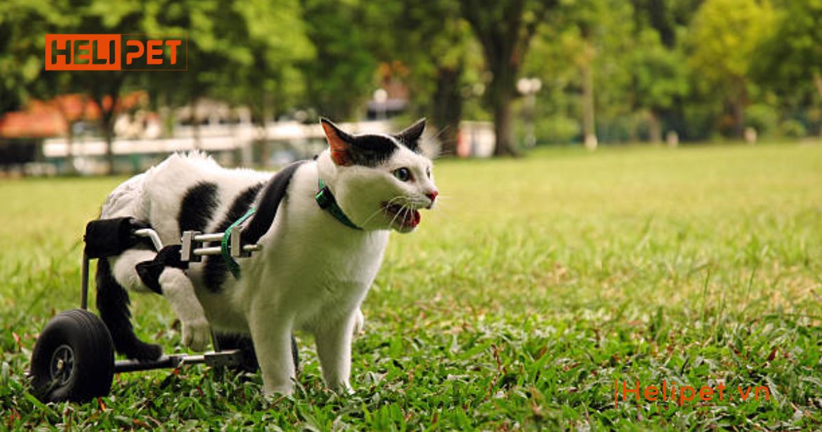 mèo bị liệt không đi vệ sinh được